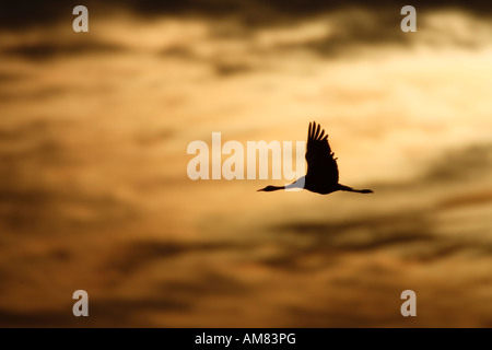 Grues eurasien (Grus grus) en plein ciel, coucher du soleil Banque D'Images