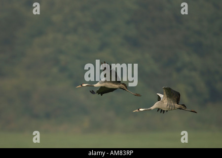 Grues eurasien (Grus grus) en plein vol. Banque D'Images