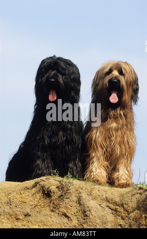 Briard (Canis lupus familiaris), noir et marron chien assis près l'un de l'autre Banque D'Images