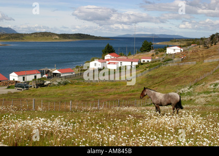 Cheval dans domaine de fleurs sauvages à l'Estancia Harberton historique ,la Tierra del Fuego, Argentine Amérique du Sud Banque D'Images