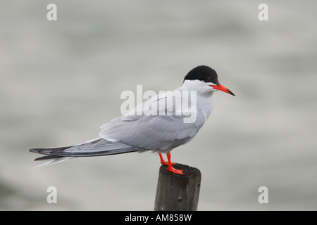 La sterne pierregarin (Sterna hirundo) Banque D'Images