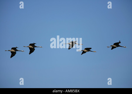 Grues eurasien (Grus grus) en plein vol. Banque D'Images