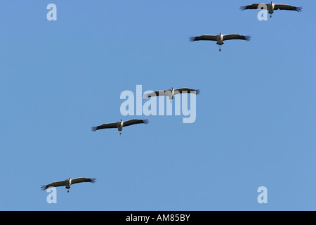 Grues eurasien (Grus grus) en plein vol. Banque D'Images