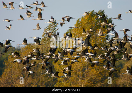 Grues eurasien (Grus grus) en plein ciel, Swarm Banque D'Images