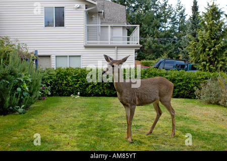 Colombie-britannique urbaine du cerf à queue noire (Odocoileus hemionus columbianus Banque D'Images