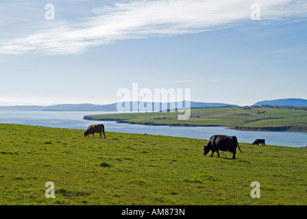 dh Scottish BOWS UK Herd in Hillside field pâturage au-dessus de Scape Flow champs royaume-uni élevage pâturage noir angus boeuf vache terres agricoles Banque D'Images