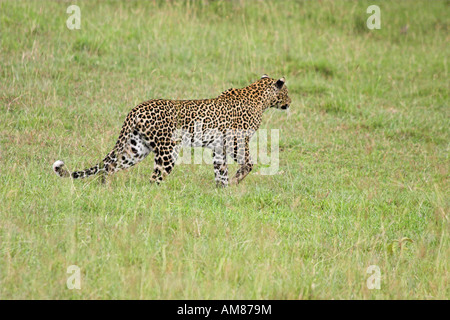 Parc national du Lac Nakuru au Kenya leopard (Panthera pardus) Harcèlement criminel dans l'herbe Banque D'Images