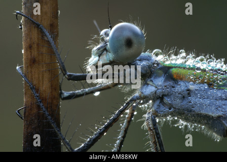 Emerald (Lestes sponsa) demoiselle Banque D'Images