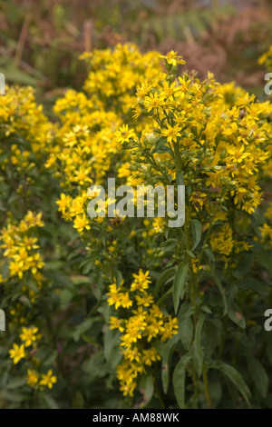 Solidago virgaurea golden rod en fleur Banque D'Images