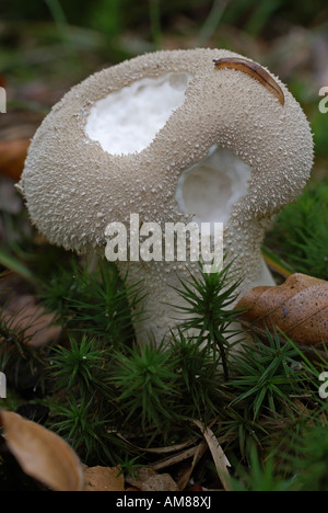 Vesse-de-commune (Lycoperdon perlatum) Banque D'Images