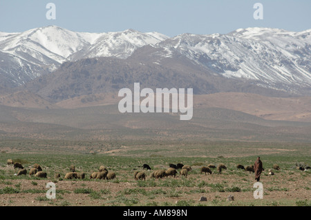 Berger avec troupeau sur le plateau du Moyen Atlas, les montagnes du Haut Atlas derrière, Maroc Banque D'Images