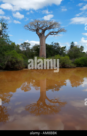 Boabab spiegel sich auf Wasser rotem Baobab reflétée sur les eaux du lac rougeâtre Banque D'Images