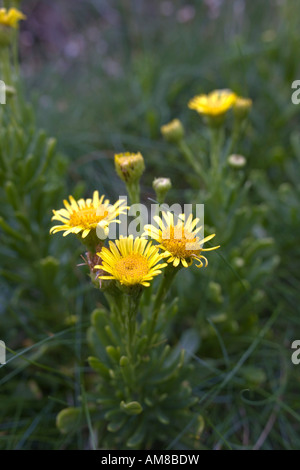 Samphire Inula crithmoides d'or en fleurs Banque D'Images