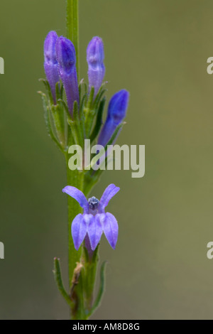 Heath lobelia Lobelia urens Andrew s réserve naturelle Bois Devon Banque D'Images