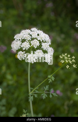 Oenanthe crocata filipendule vulgaire de l'eau de la pruche en fleur Banque D'Images