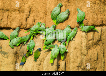 Les perroquets Amazona farinosa Mealy sel à lécher l'argile Manu Pérou Banque D'Images