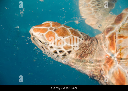 Tortue Banque D'Images