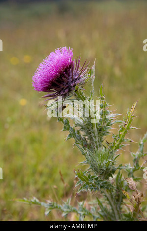 Musk thistle Carduus nutans en fleur Banque D'Images