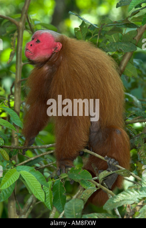 Pygargue à tête ou Golden Monkey Uakari Cacajao calvus Pérou Banque D'Images