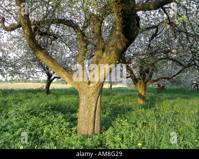 Vieux POMMIER Malus domestica en fleurs Banque D'Images