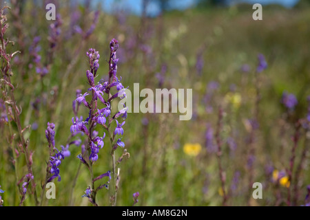 Heath lobelia Lobelia urens Andrew s réserve naturelle Bois Devon Banque D'Images