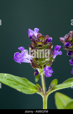 Auto-guérir Prunella vulgaris en fleur Banque D'Images