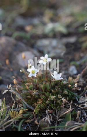 Printemps sandwort Minuartia verna en fleur Banque D'Images