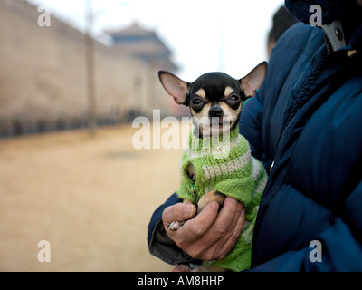 Un petit chien dans un chandail est assis dans sa propriétaire près de la Cité interdite à Pékin, en Chine. Banque D'Images