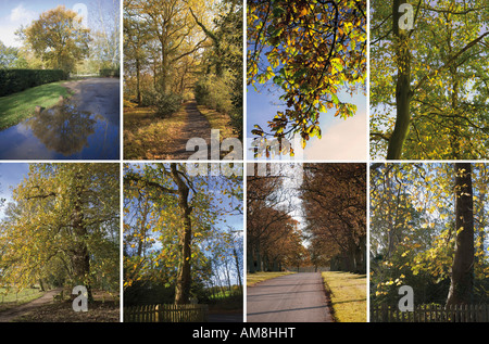 Une collection d'une haute résolution 2400 x 3200 pixels des images d'automne pour utiliser un montage collage de fond ou comme des images individuelles Banque D'Images