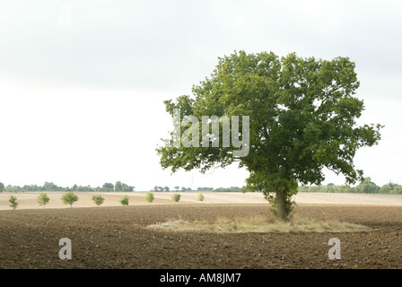 Seul arbre en vedette dans ouvrez grand paysage rural Banque D'Images