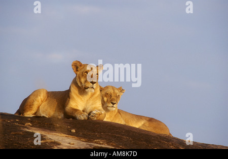 Lionnes reposant sur smooth rock Banque D'Images