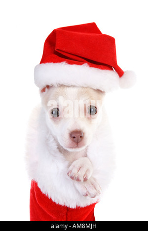 Mignon Chiot Chihuahua de Noël en rouge et blanc noël wearing hat isolé sur fond blanc Banque D'Images