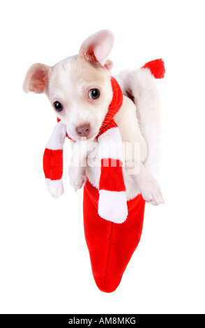 Mignon Chiot Chihuahua de Noël en rouge et blanc noël wearing scarf isolé sur fond blanc Banque D'Images