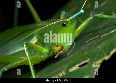 Katydid Conehead Copiphora sp. Manu au Pérou Banque D'Images