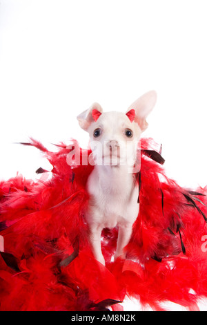 Cute little devil Chihuahua chiot en rouge et plumes noires avec des cornes rouges sur la tête isolé sur fond blanc Banque D'Images