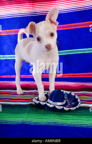 Mignon Chiot Chihuahua mexicain sur le haut de couverture de couleur vive avec petit sombrero bleu Banque D'Images