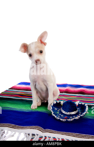 Mignon Chiot Chihuahua mexicain sur le haut de couverture de couleur vive avec petit sombrero bleu Banque D'Images