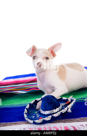 Mignon Chiot Chihuahua mexicain sur le haut de couverture de couleur vive avec petit sombrero bleu Banque D'Images