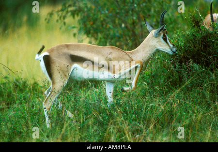 Gazelle de Grant s Banque D'Images