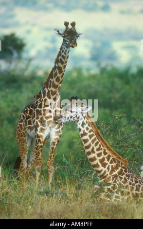 Deux Girafes Masai avec une position couchée Banque D'Images