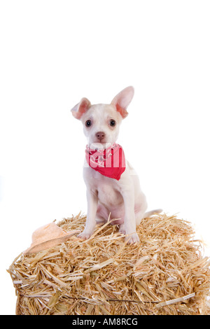 Country western mignon Chihuahua Puppy wearing red bandana assis sur botte de paille avec chapeau isolé sur fond blanc Banque D'Images