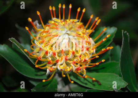 Une belle fleur Protea Pincushion Leucospermum cordifolium fleurit en novembre sur Maui Hawaii USA Banque D'Images