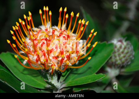 Une belle fleur Protea Pincushion Leucospermum cordifolium fleurit en novembre sur Maui Hawaii USA Banque D'Images