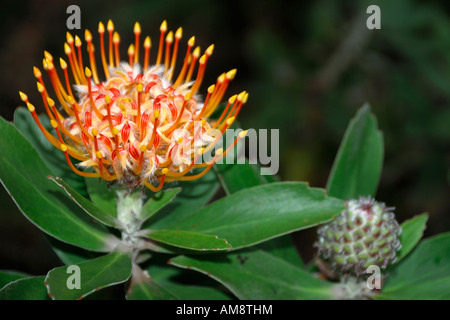 Une belle fleur Protea Pincushion Leucospermum cordifolium fleurit en novembre sur Maui Hawaii USA Banque D'Images