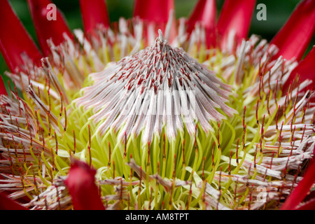 Un lit King Protea Protea King Photo:également connu sous le nom de l'érablière est en pleine floraison en novembre sur Maui Hawaii USA Banque D'Images