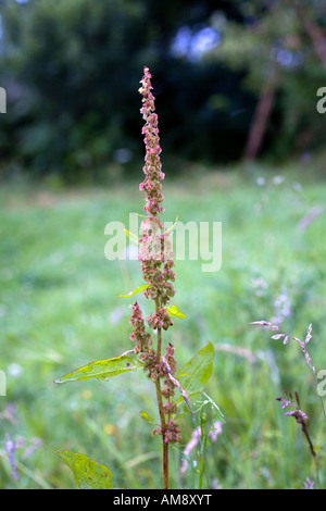 Rumex obtusifolius dock à larges feuilles fleur Banque D'Images