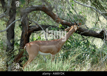 Réserve nationale de samburu du Kenya Kenya Gerenuks Litocranius walleri AKA Gazelle girafe de manger les feuilles d'un arbre Banque D'Images