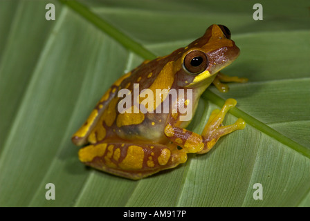 Dendropsophus Rainette Hourglass ebraccatus Costa Rica Banque D'Images