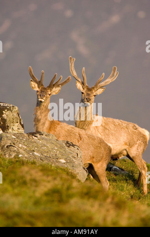 Deux rouges berghoff, avec leurs bois en velours, debout sur une colline à Glen Muick, dans les montagnes de Cairngorm, Ecosse Banque D'Images