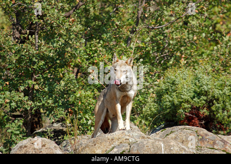 Loup gris en léchant la forêt des Balkans Banque D'Images